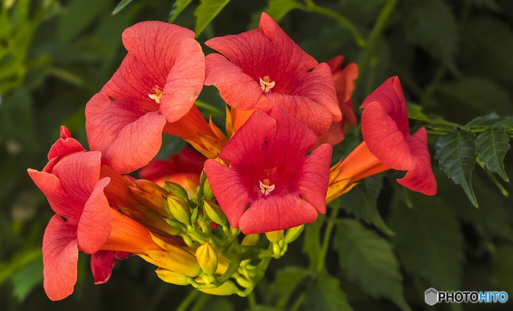 ノウゼンカズラ