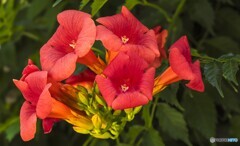 ノウゼンカズラ