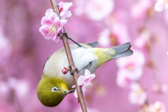 ウメジロー