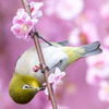 ウメジロー