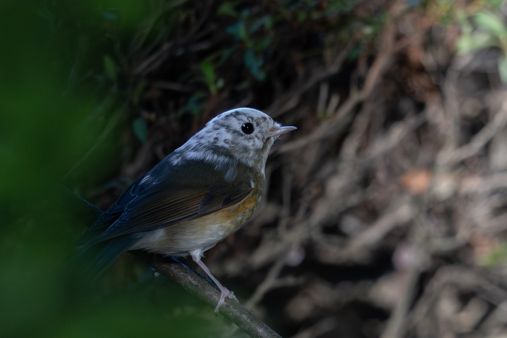 ルリビタキ…？