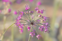 らっきょうの花3