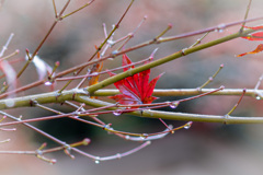 晩秋の紅葉1