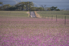 らっきょうの花2