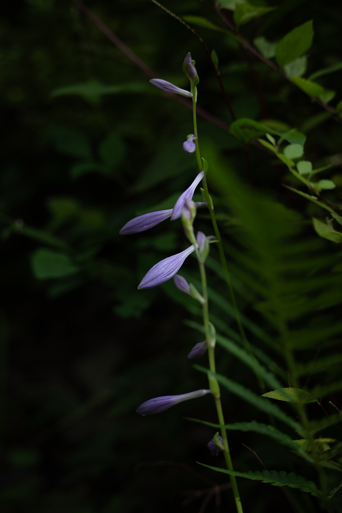 花の名知らず