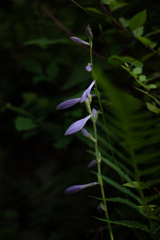 花の名知らず