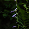 花の名知らず