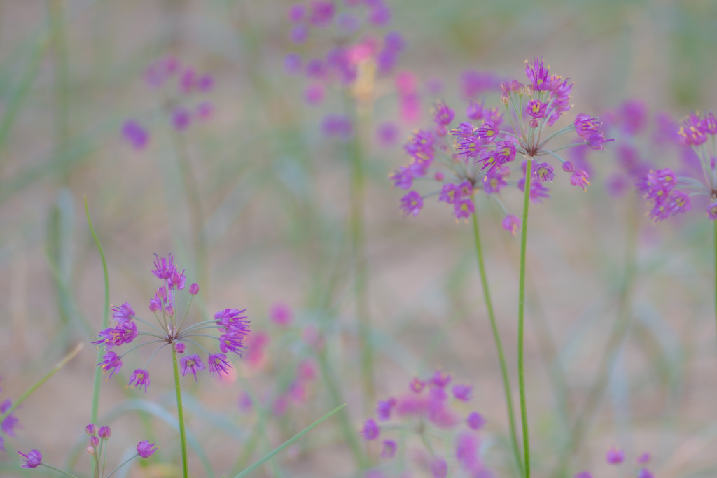 らっきょうの花1