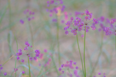 らっきょうの花1