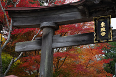 樗谿公園の紅葉1
