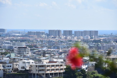 君という花