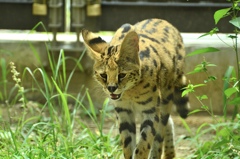 サーバルキャット