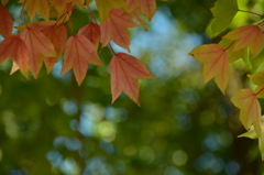 晴れの日の紅葉