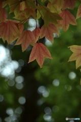 漸く出てきた紅葉