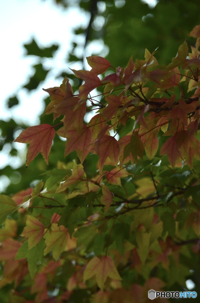 紅葉2ー
