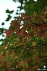 紅葉2ー