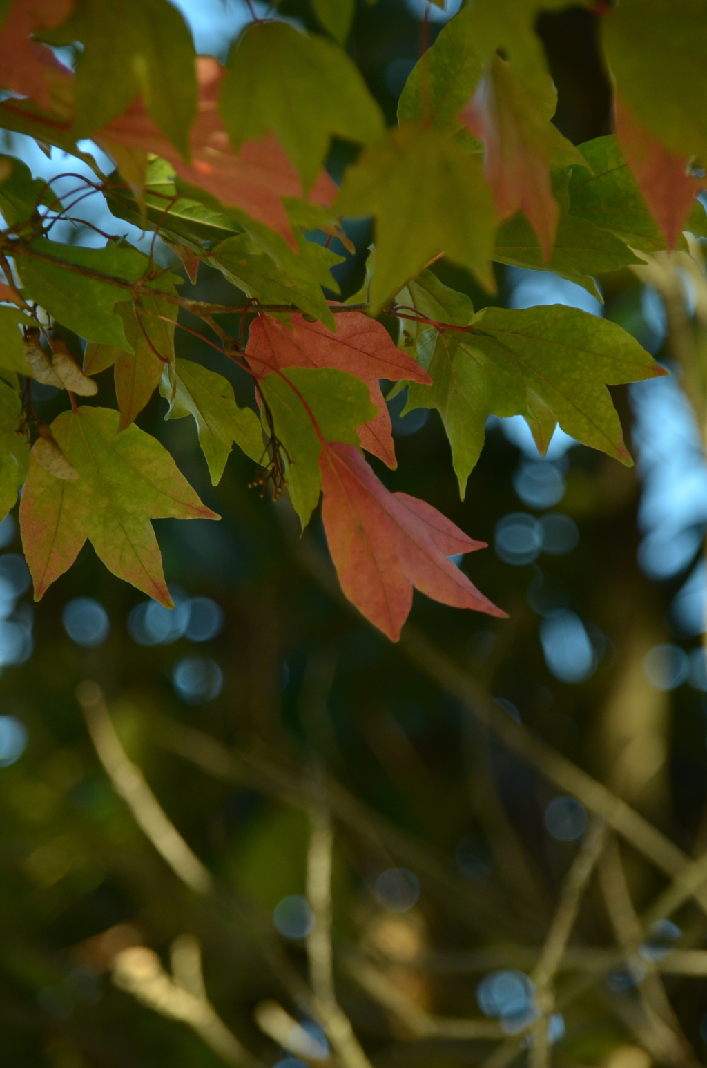そっぽを向いてる紅葉