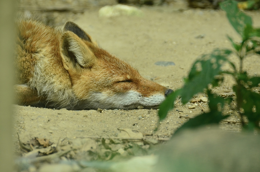 ぐったりしてる