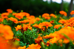 道ばたの花