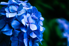 紫陽花