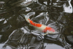 鯉