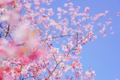 春の訪れ