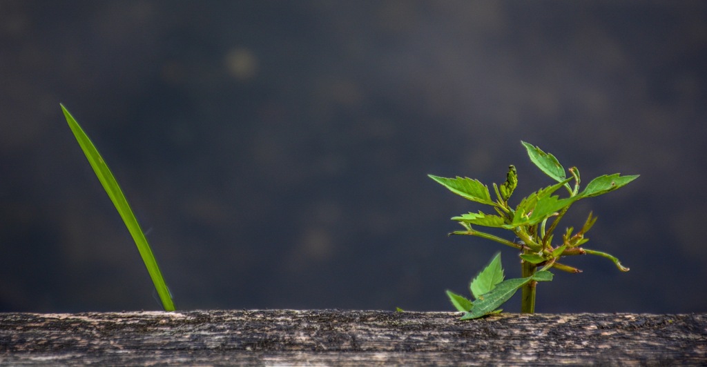自然は美しいです