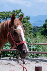 山のお馬さん