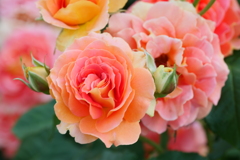 Orange Rose