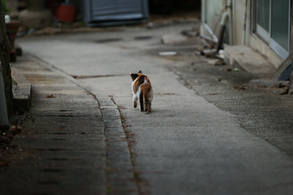 路地を歩く猫