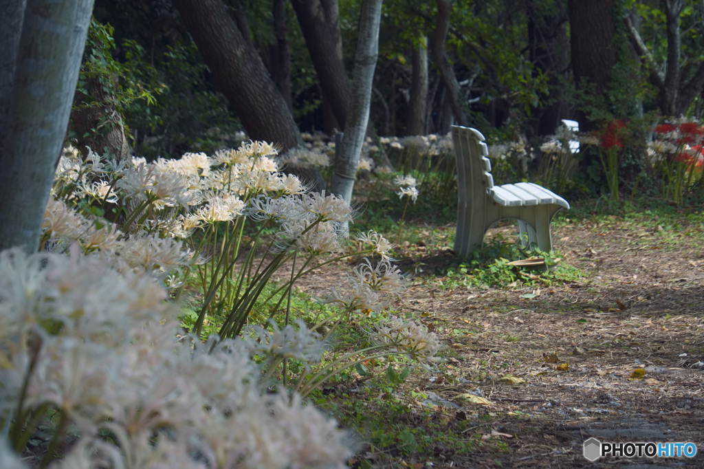 豊橋　睦美の彼岸花
