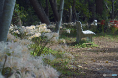 豊橋　睦美の彼岸花