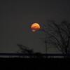 十三夜の月ワームムーン