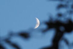 木の枝の隙間から