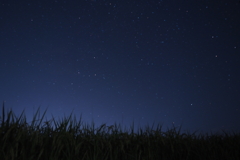 稲穂と星空