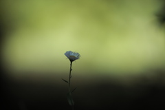 ひっそり野菊
