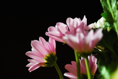 夜の菊