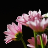 夜の菊