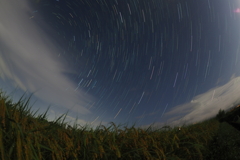 色つく稲穂と星空