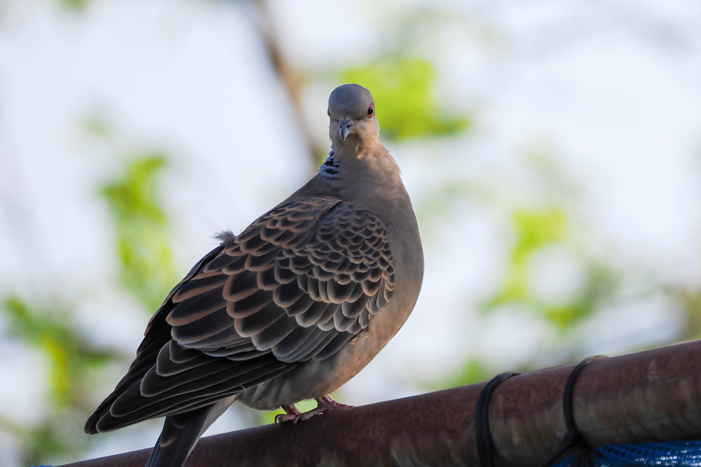 精悍な鳩2