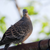 精悍な鳩2