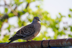 精悍な鳩