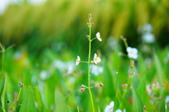 水稲雑草オモダカの花