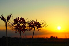 彼岸花と夕陽