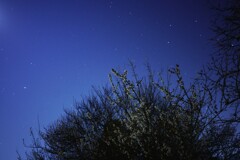 梅ノ花と夜空