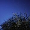梅ノ花と夜空
