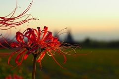 彼岸花と夕焼け