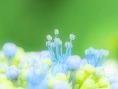 梅雨のはな２