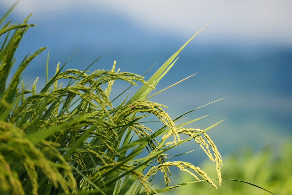 稲刈り近し