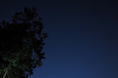 屋敷林と星空
